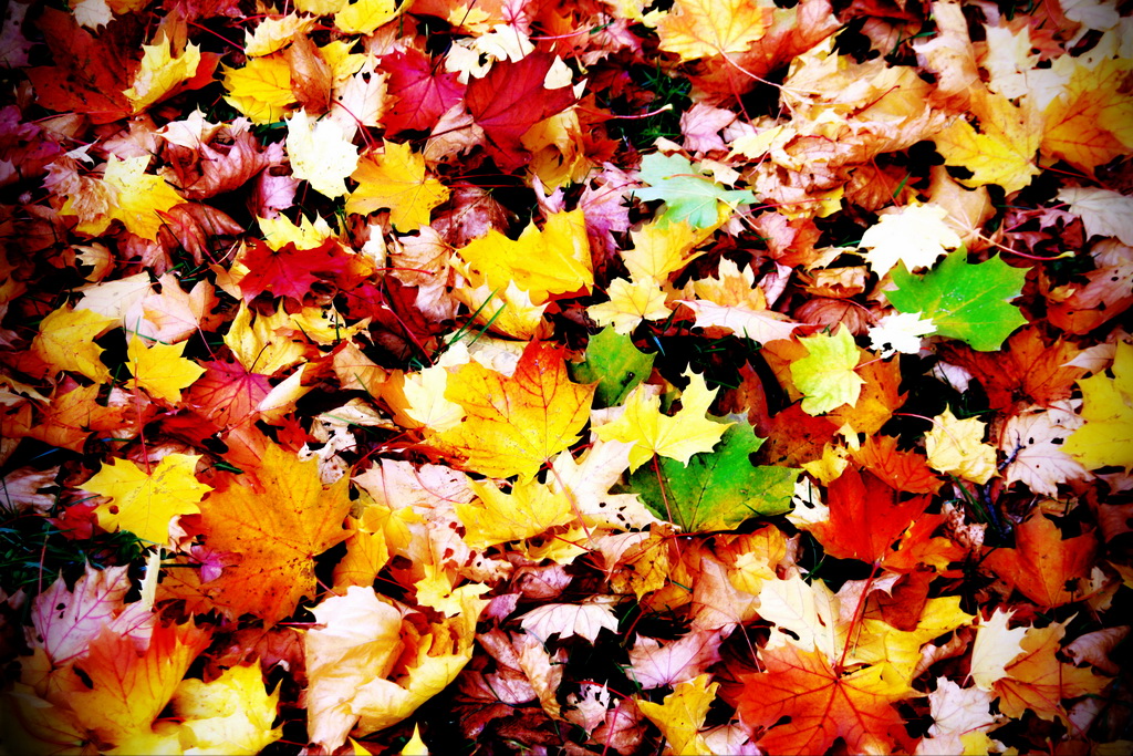 autumn colors 2014